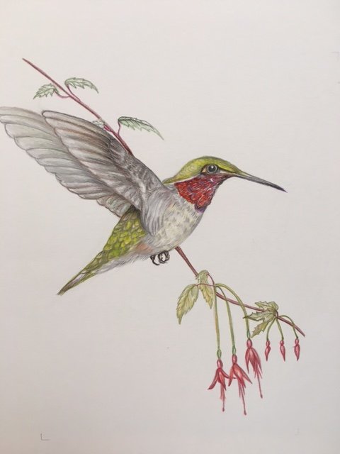 Bird Illustrations